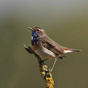 Bluethroat