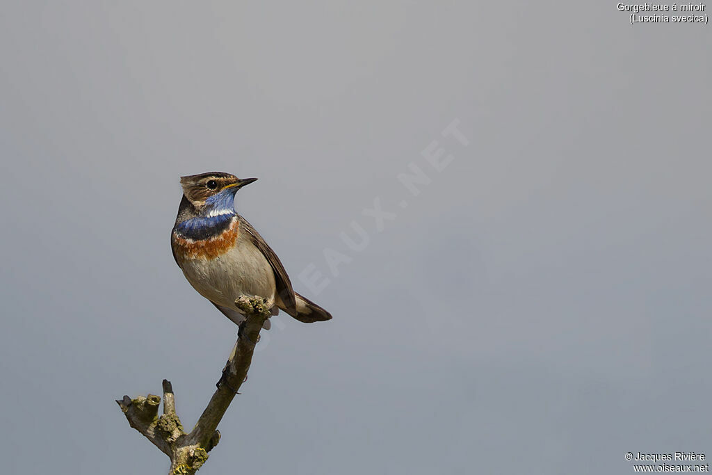 Bluethroat male adult breeding, identification