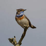 Bluethroat