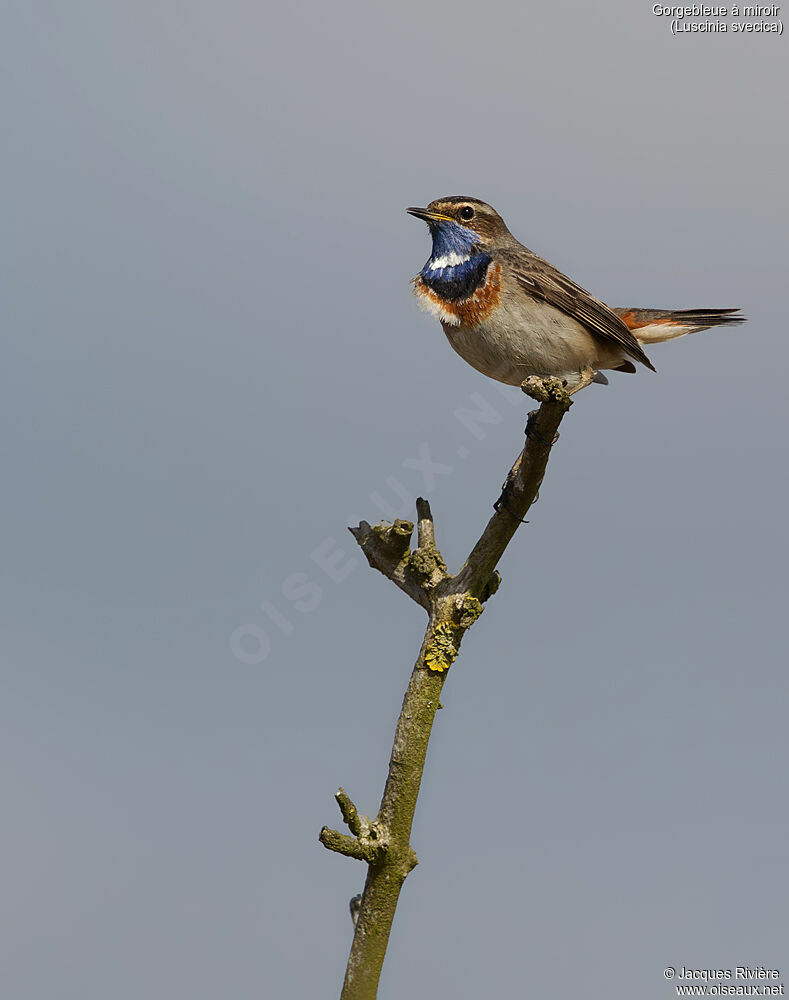 Bluethroat male adult breeding, identification