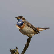 Bluethroat