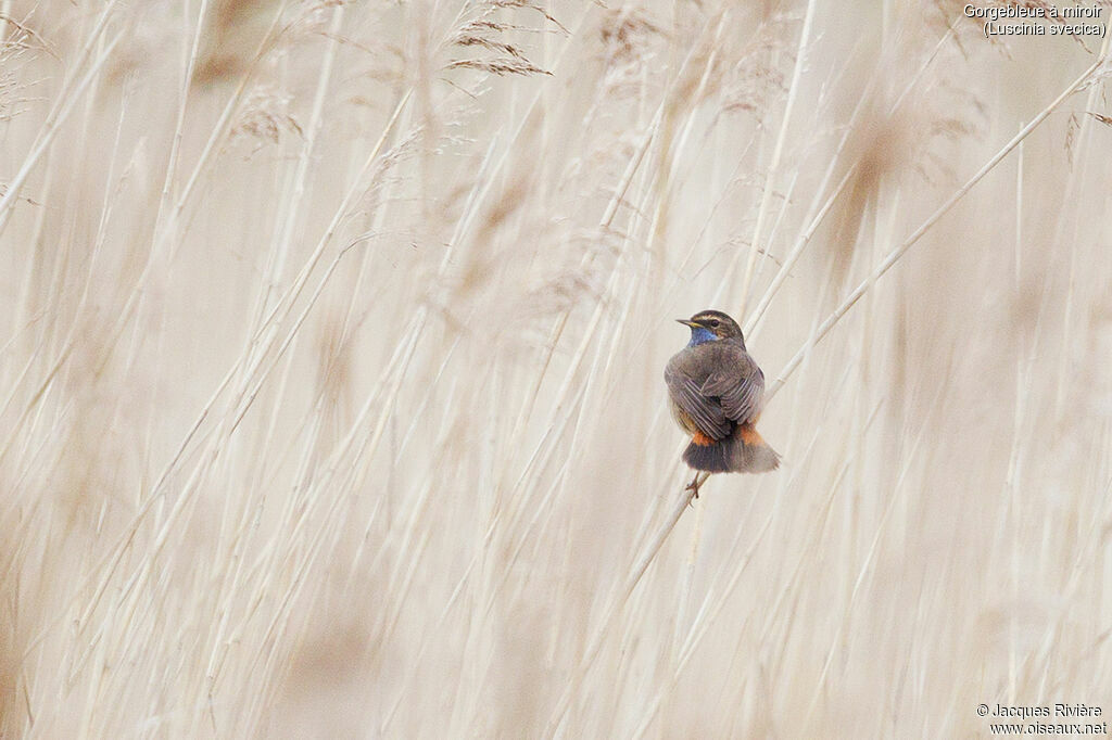 Bluethroat male adult breeding, identification