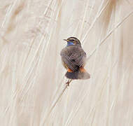 Bluethroat