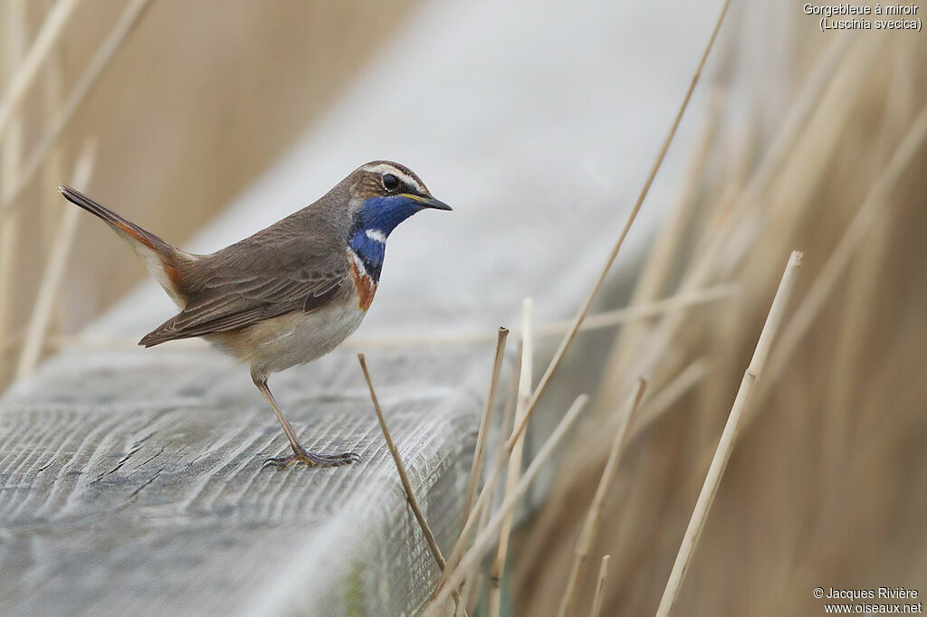 Bluethroat male adult breeding, identification