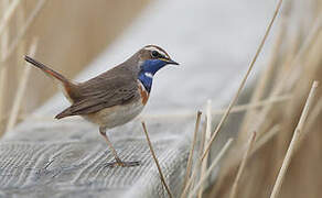 Bluethroat