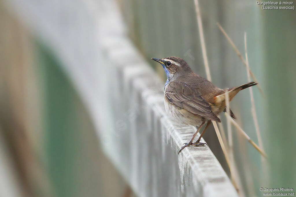 Bluethroat male adult breeding, identification