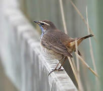 Bluethroat