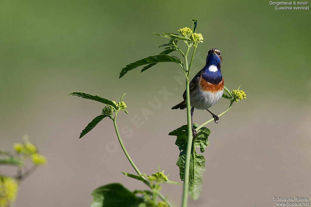 Bluethroat male adult breeding, identification