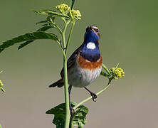 Bluethroat