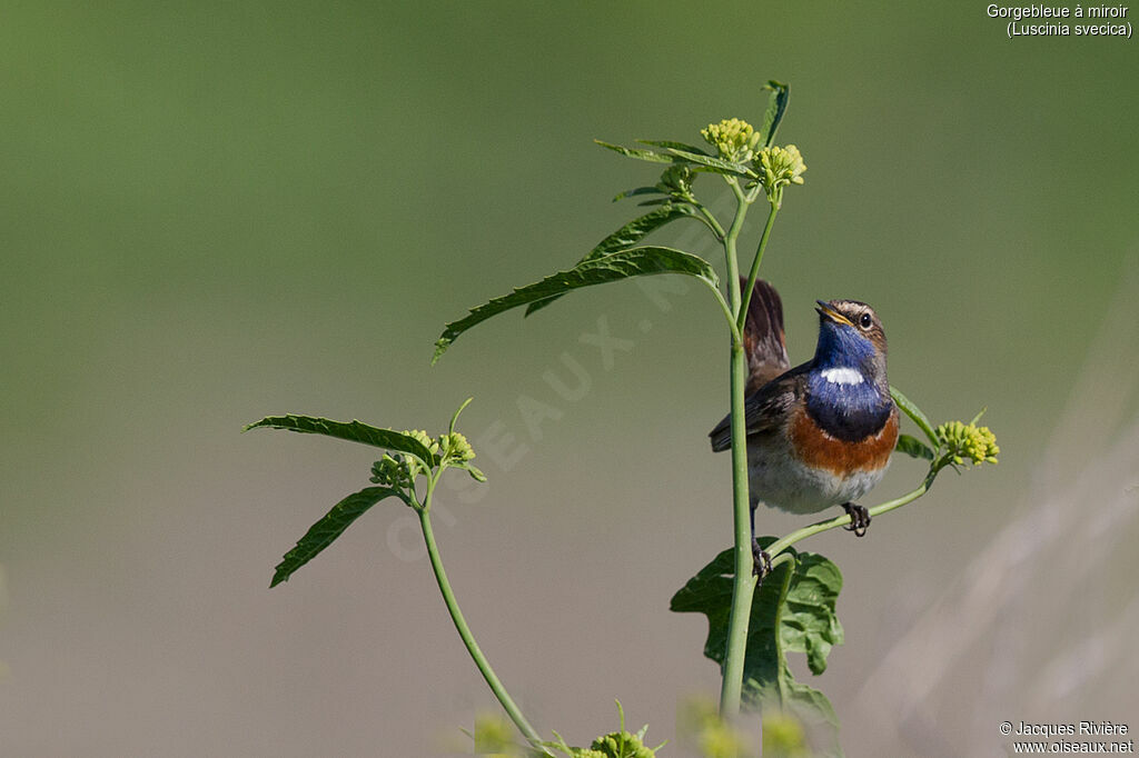 Gorgebleue à miroir mâle adulte nuptial, identification, chant