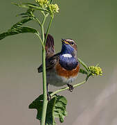 Bluethroat