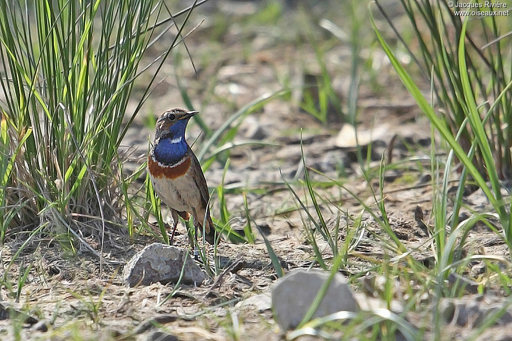 Bluethroat male adult breeding