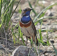 Bluethroat