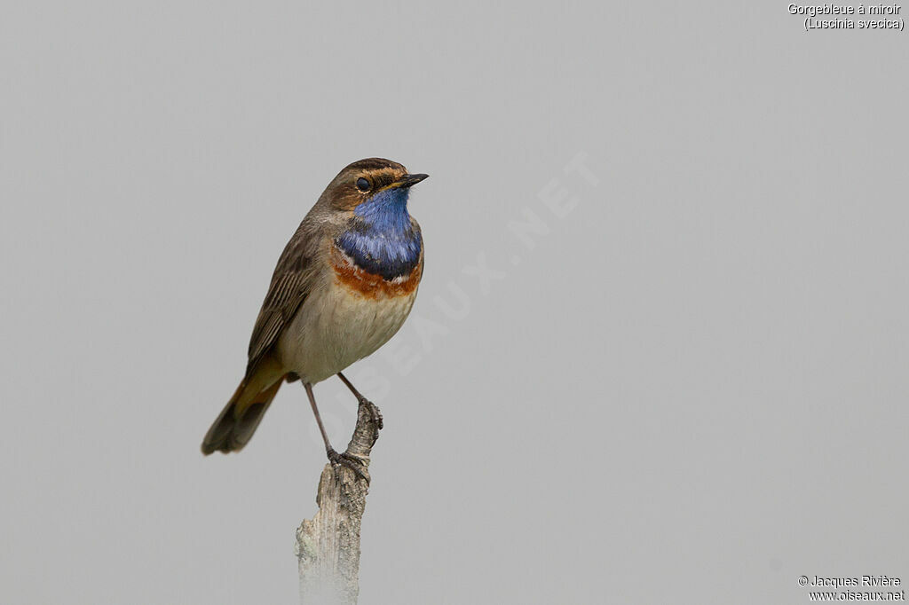 Gorgebleue à miroir mâle adulte nuptial, identification