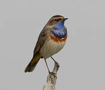 Bluethroat