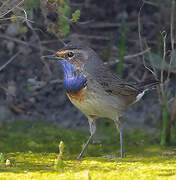 Bluethroat