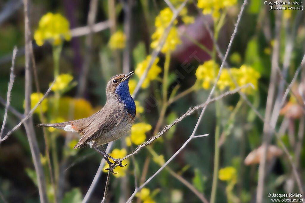 Bluethroat male adult breeding, identification, song