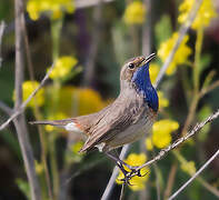 Bluethroat