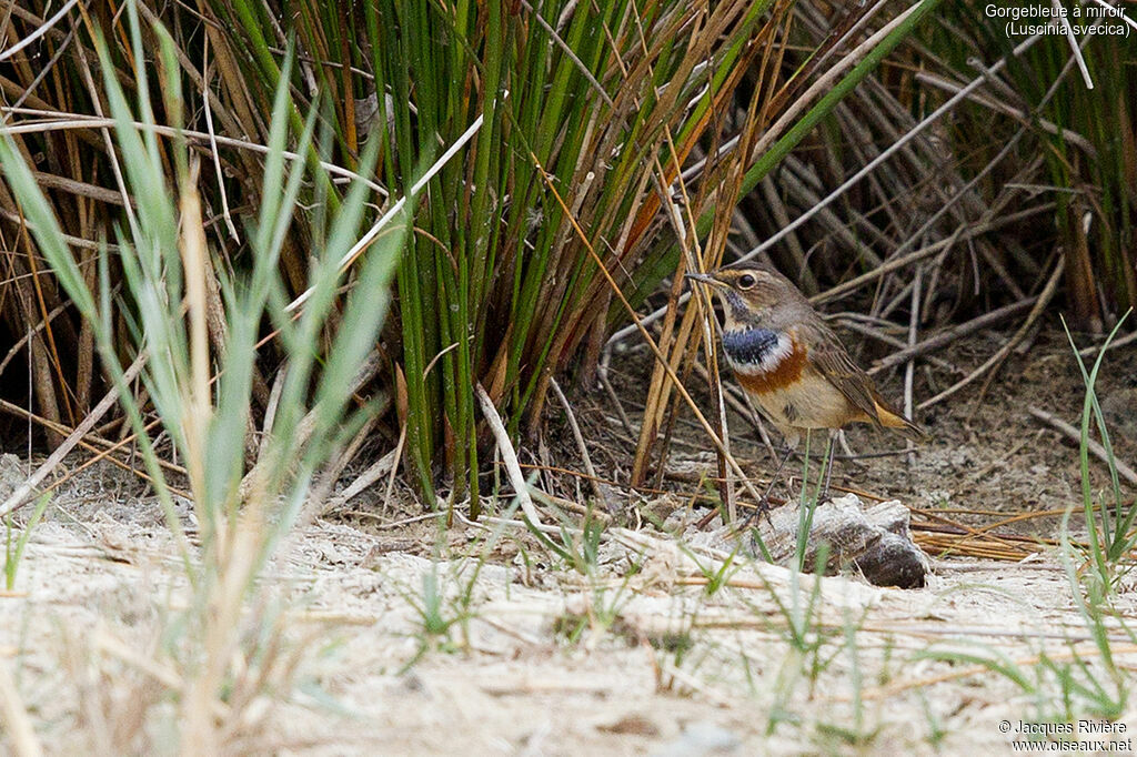 Bluethroat female adult breeding, identification