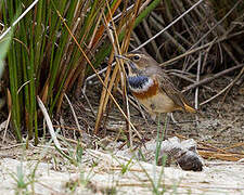 Bluethroat