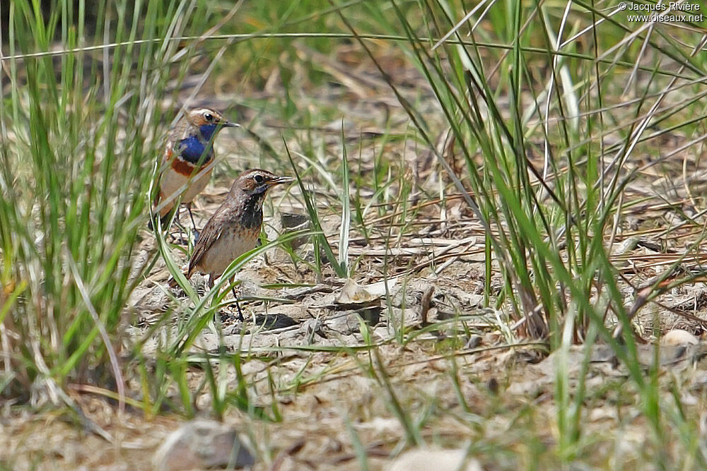 Bluethroat adult breeding, Reproduction-nesting