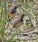 Bluethroat