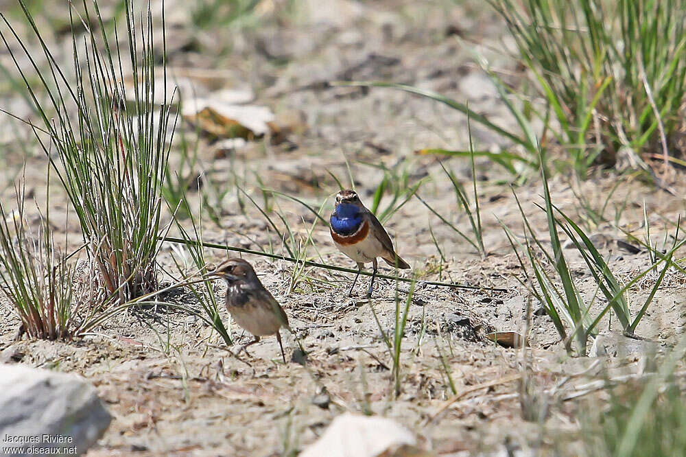 Gorgebleue à miroir adulte nuptial, Nidification