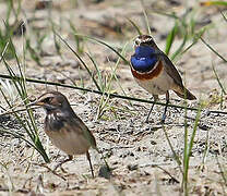 Bluethroat