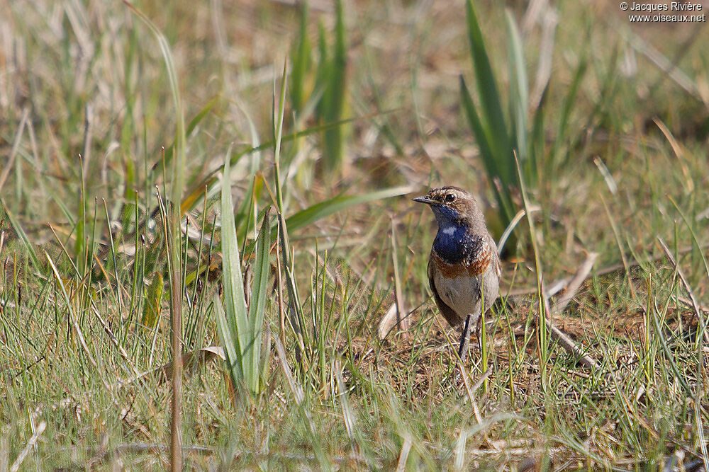 Bluethroat male adult breeding