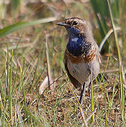 Bluethroat