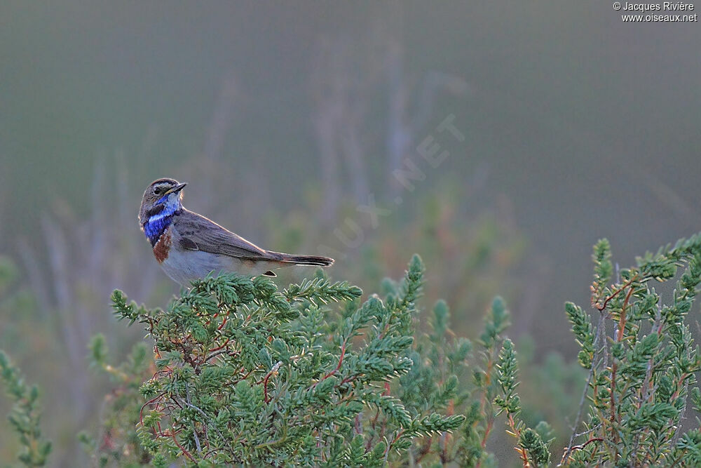 Bluethroat male adult breeding