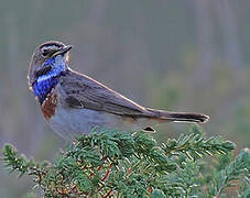 Bluethroat