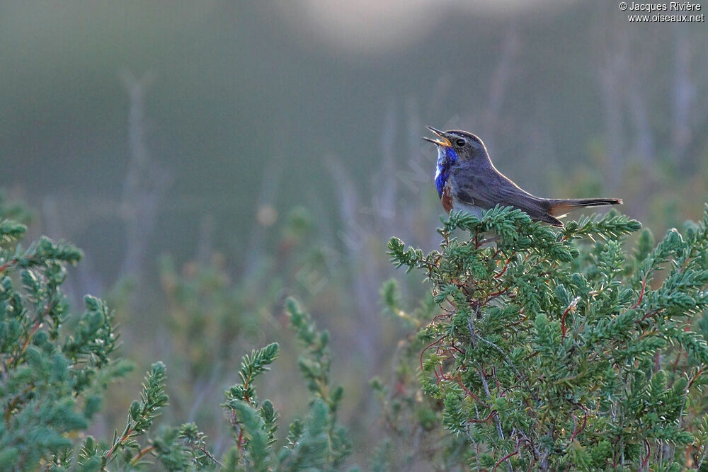 Bluethroat male adult breeding