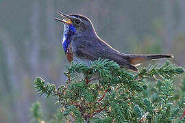 Bluethroat