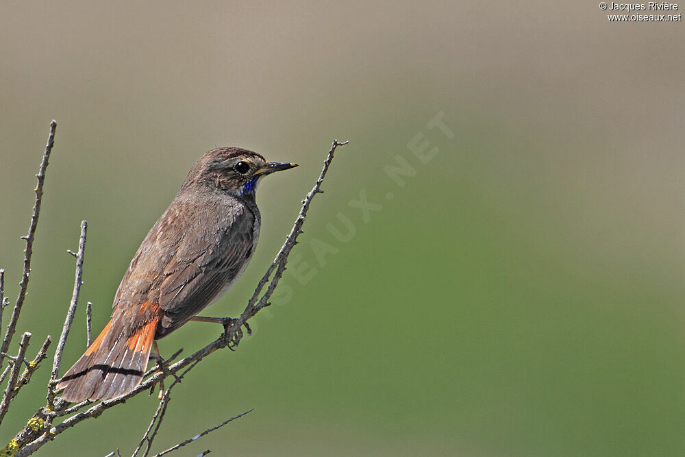 Bluethroat male adult breeding