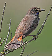 Bluethroat