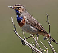 Bluethroat