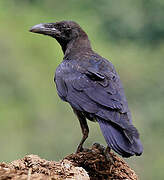 Northern Raven