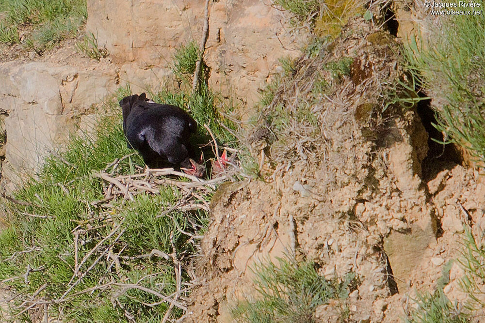 Northern Raven male, Reproduction-nesting