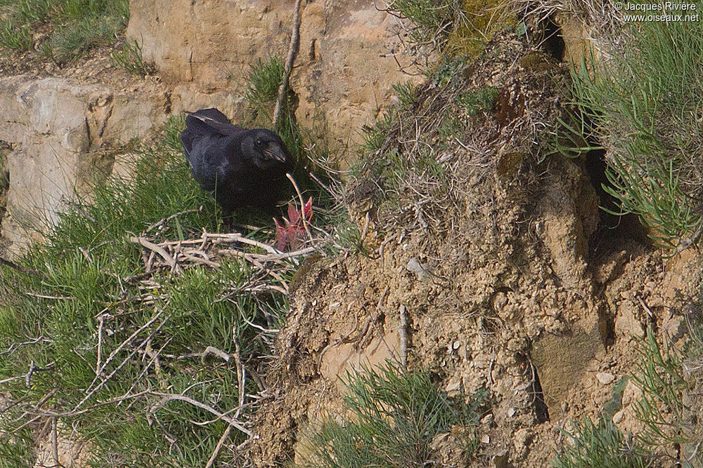 Grand Corbeau mâle adulte nuptial, Nidification