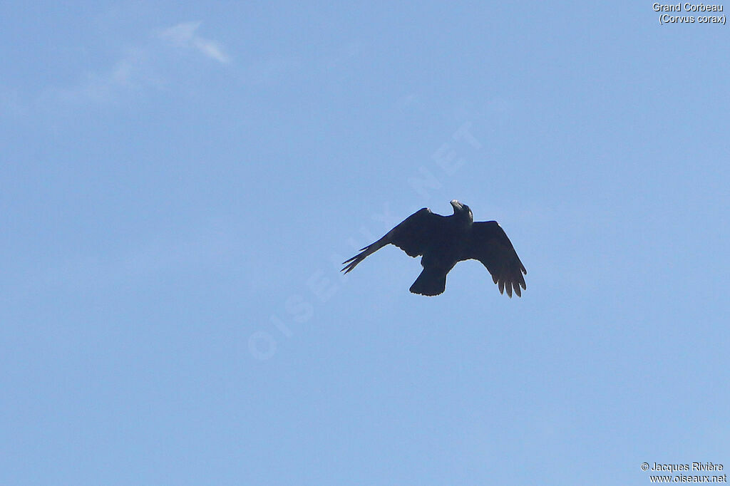 Northern Ravenadult post breeding, Flight