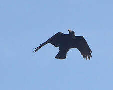 Northern Raven