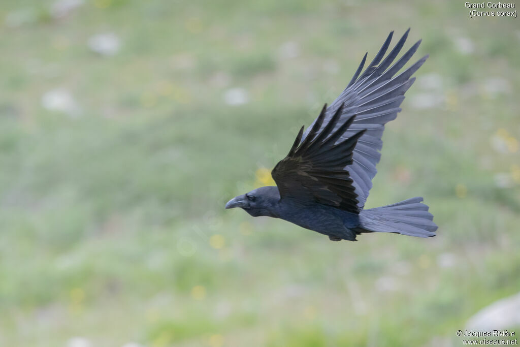 Grand Corbeau