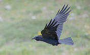 Grand Corbeau