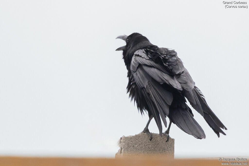 Grand Corbeau