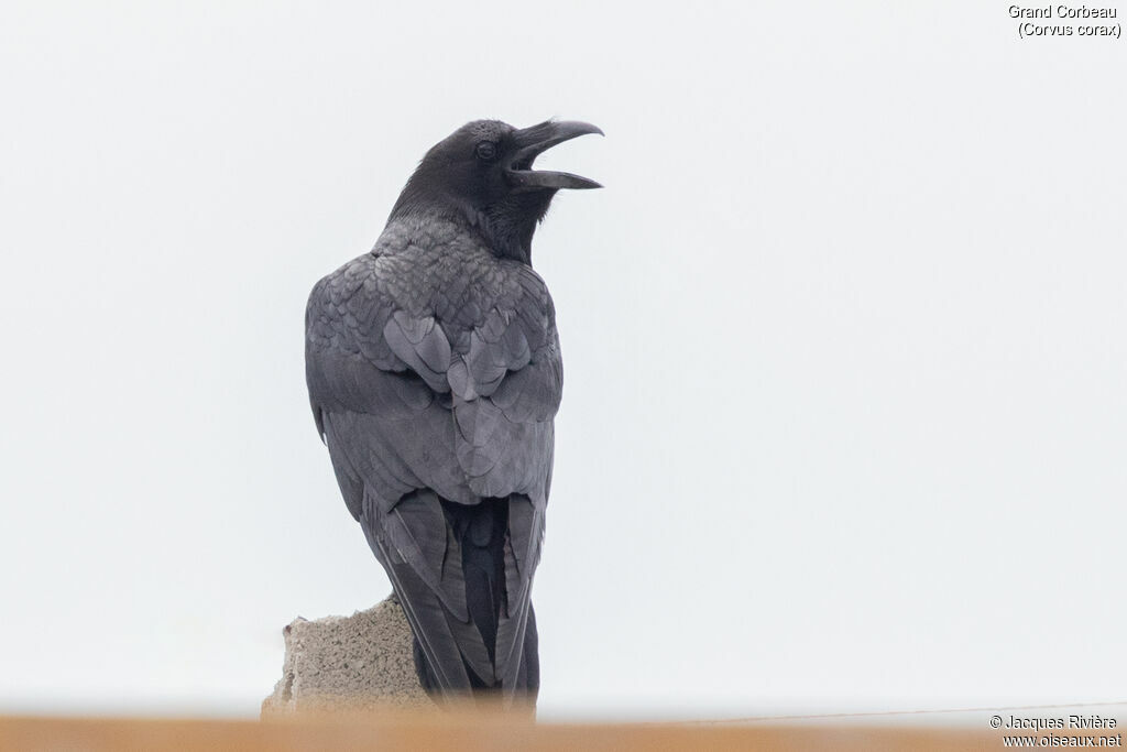 Grand Corbeau