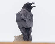 Grand Corbeau