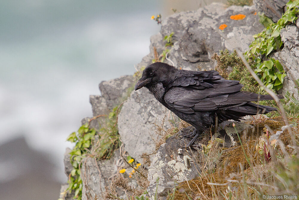 Grand Corbeau mâle adulte