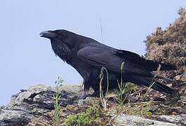 Northern Raven