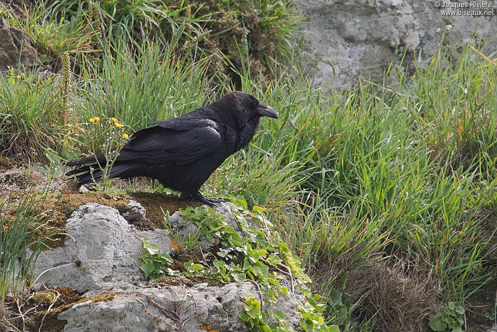 Northern Raven male adult breeding